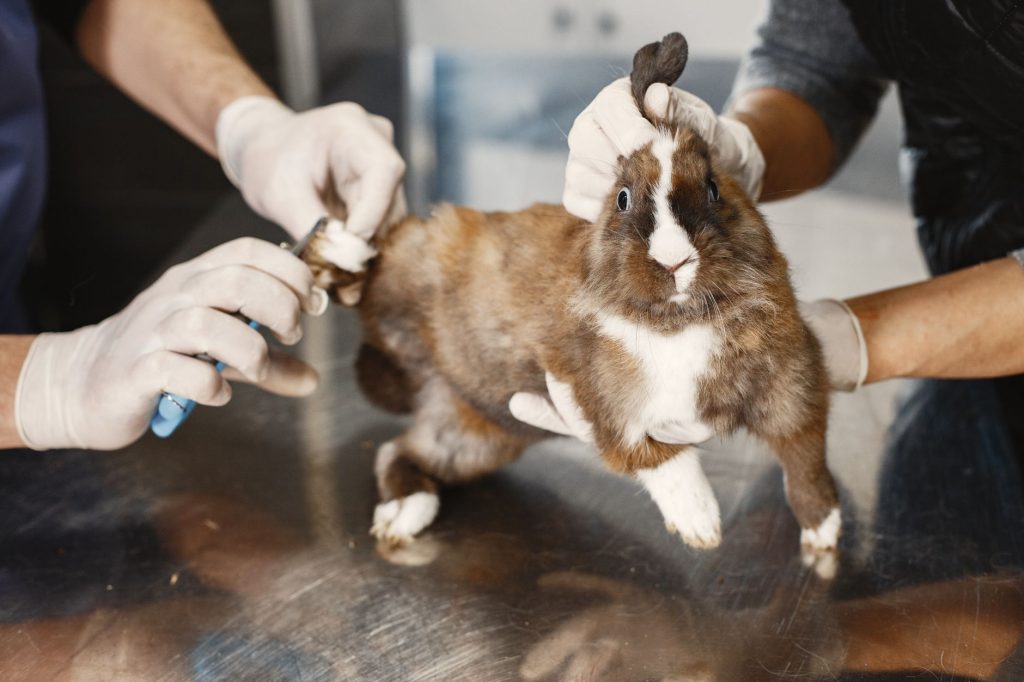 Soins prodigués à un lapin