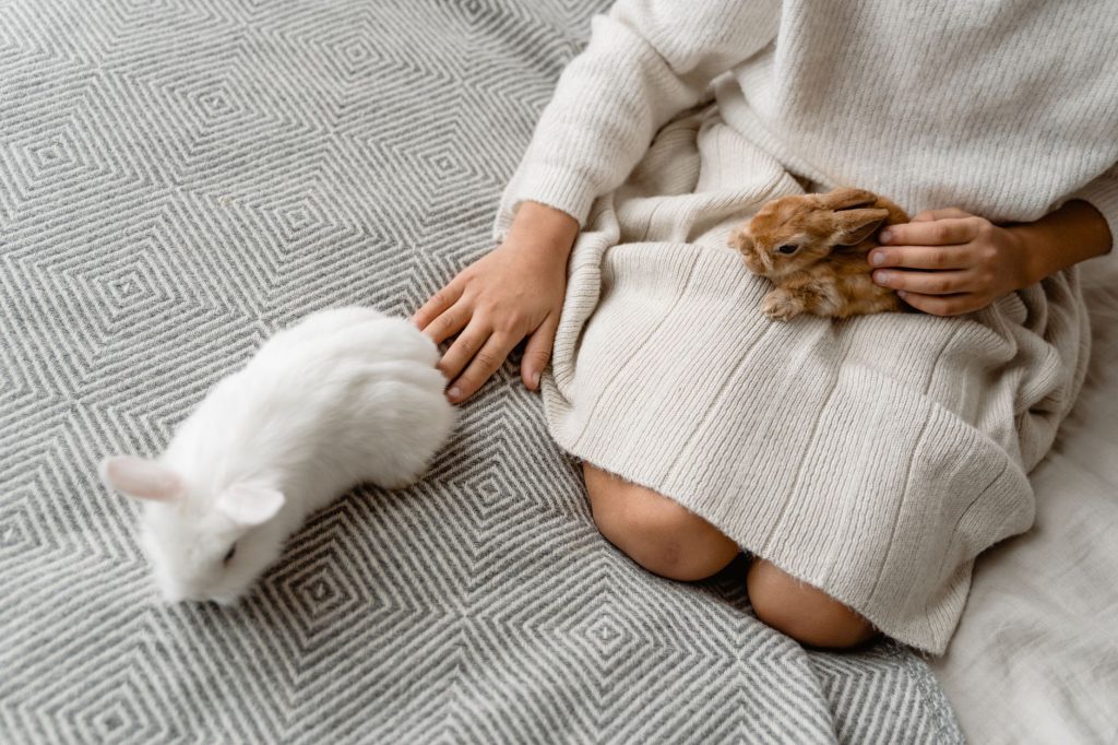 Lapin