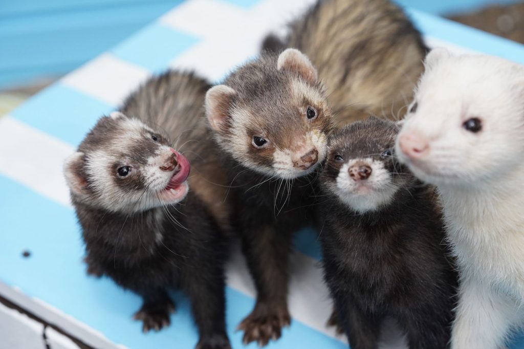 Furet domestique joueur en train d'explorer son environnement