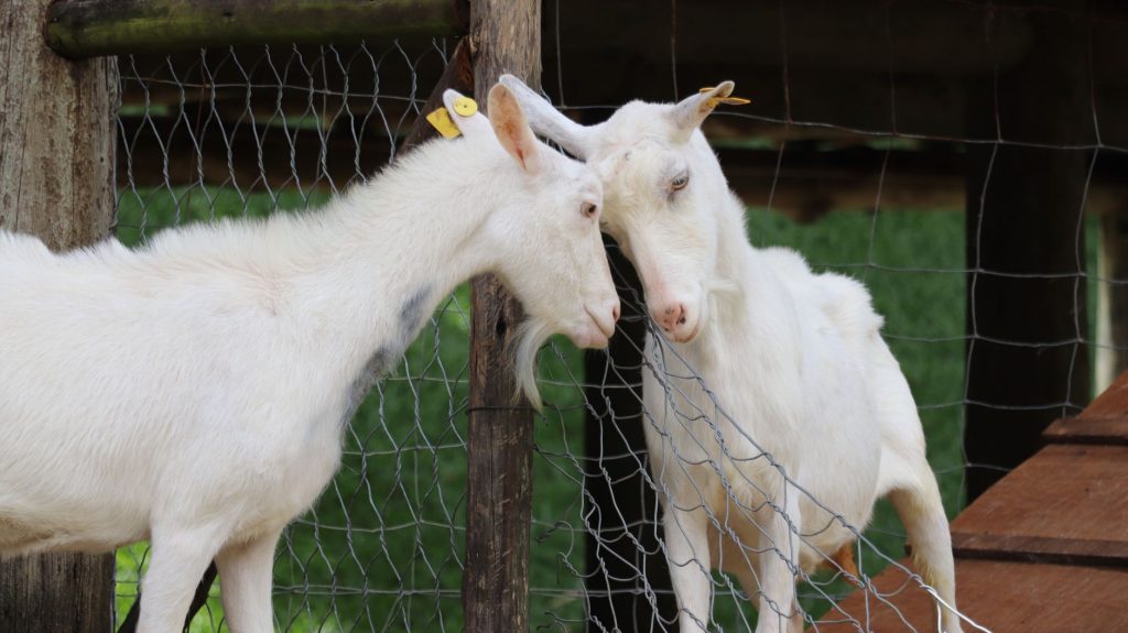 Chevre
