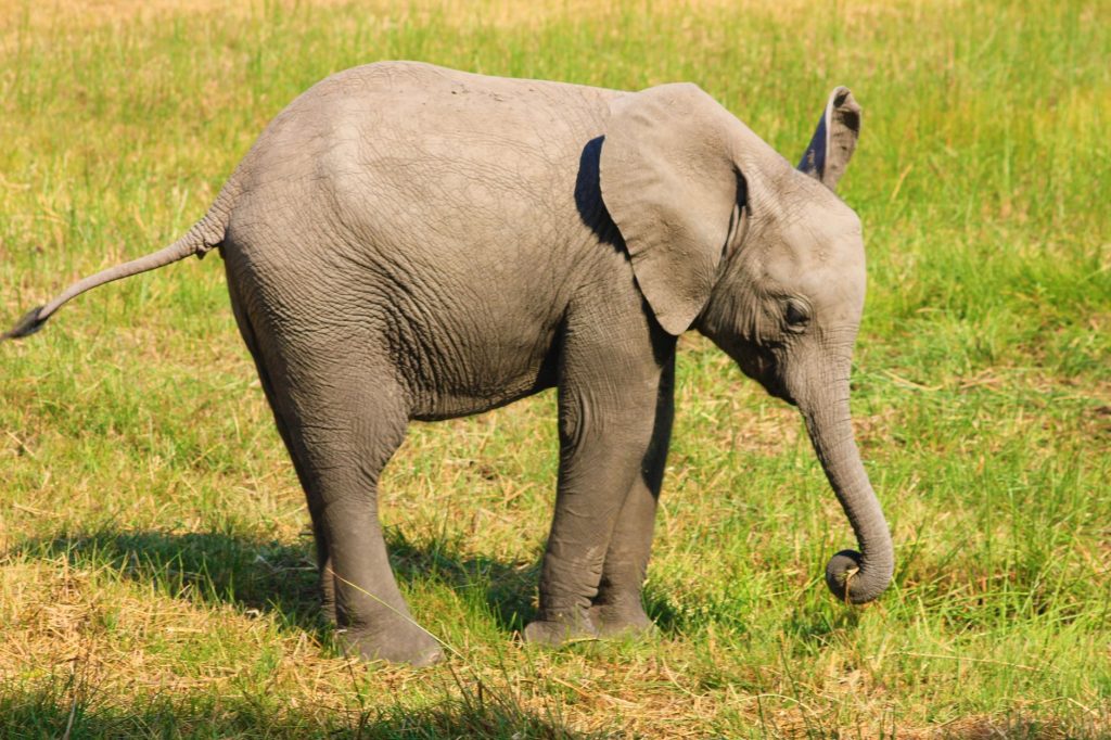 Éléphanteau d'Afrique aux côtés de sa mère