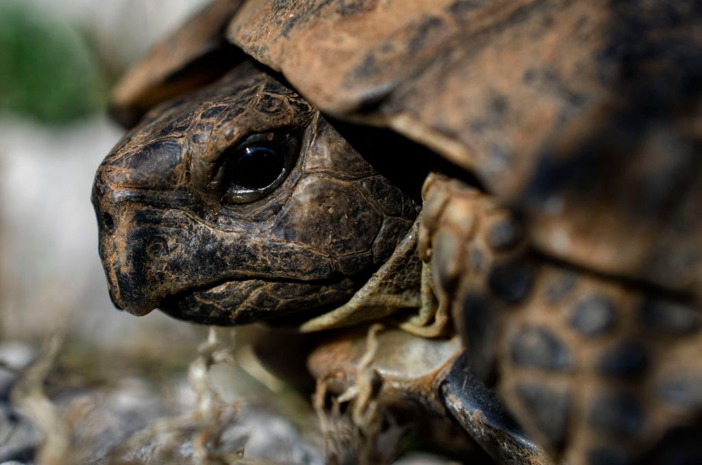 Tortue