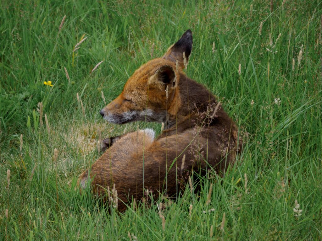 Renard roux