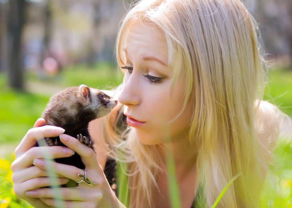 Furet curieux explorant l'extérieur dans l'herbe