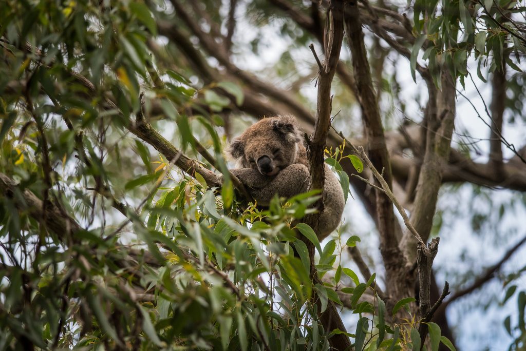 Koala endormi dans la fourche d'un eucalyptus