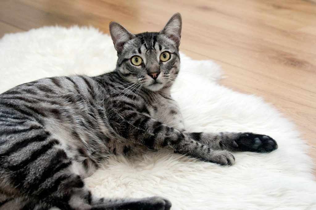 Un chat domestique attentif dans son intérieur