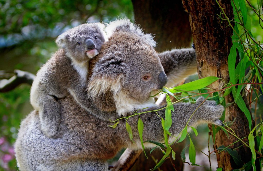 Jeune koala accroché au dos de sa mère