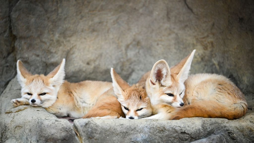 Fennec en mouvement dans un paysage désertique