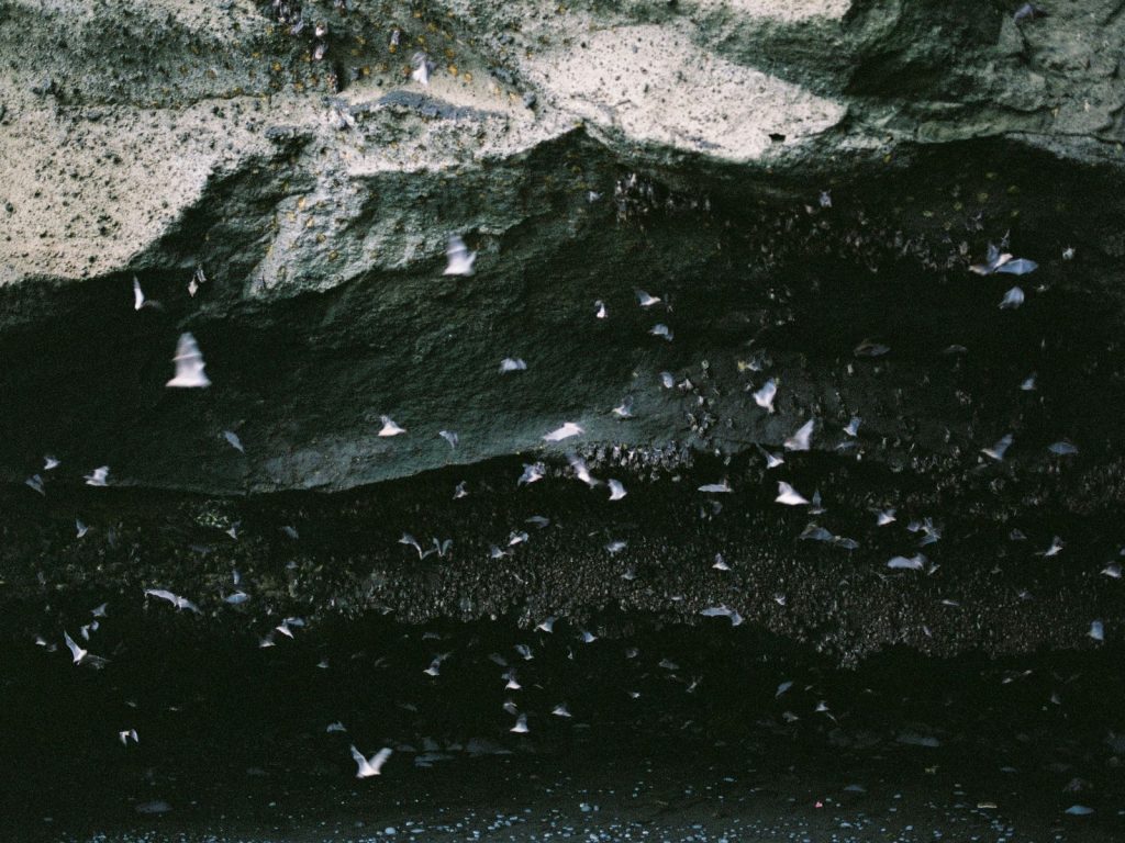 Colonie de chauves-souris en vol dans l’obscurité
