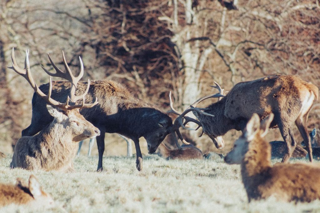 Cerf élaphe pendant la période du brame en automne