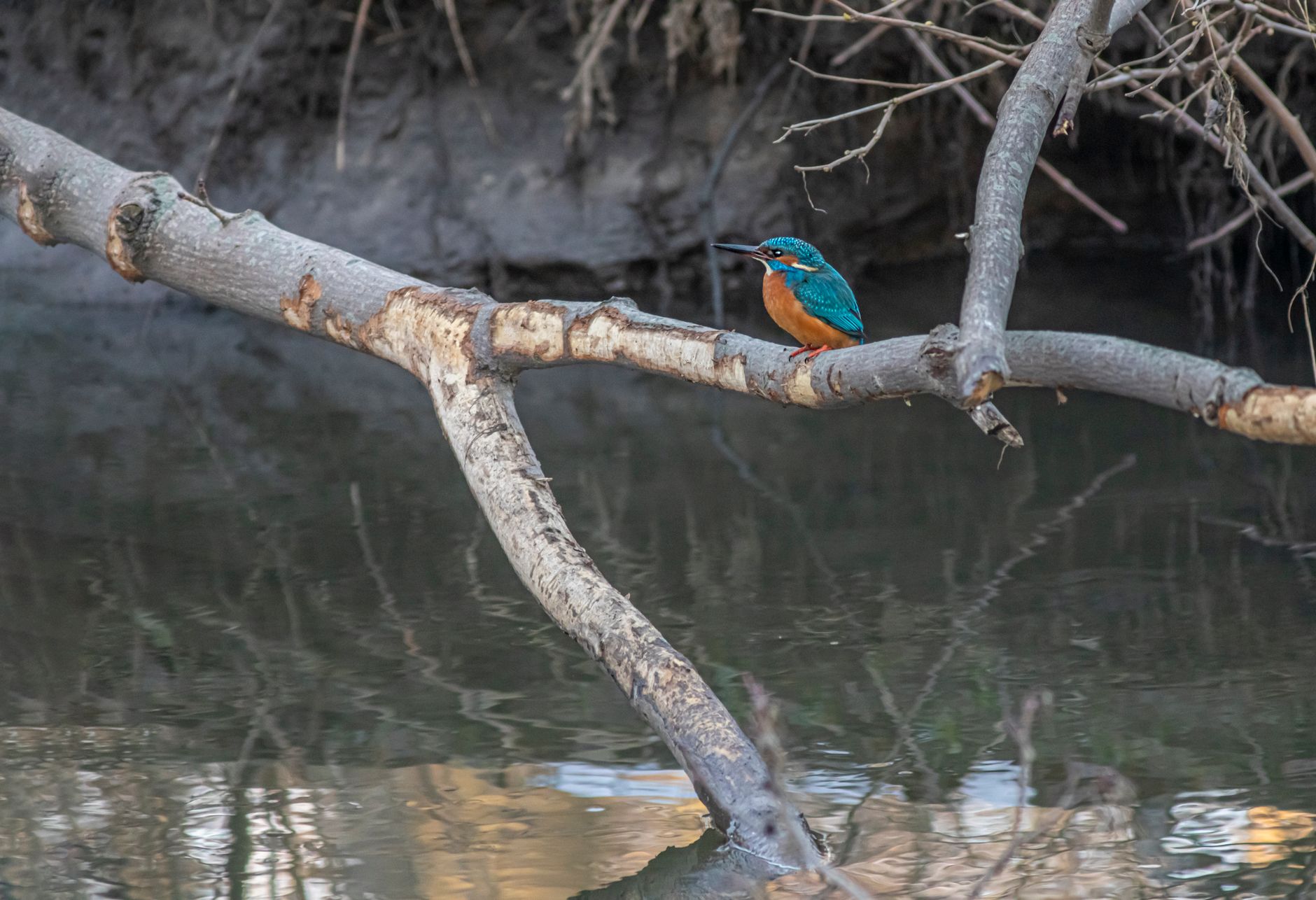 Martin-pêcheur à l'affût au bord de l'eau, guettant ses proies