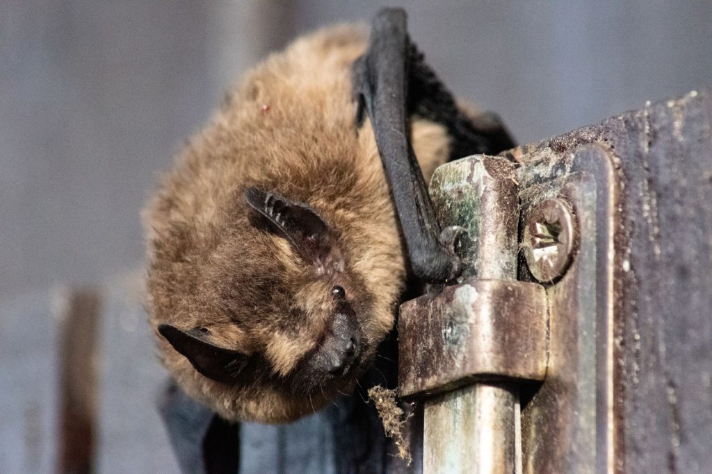 Gros plan sur une chauve-souris au repos