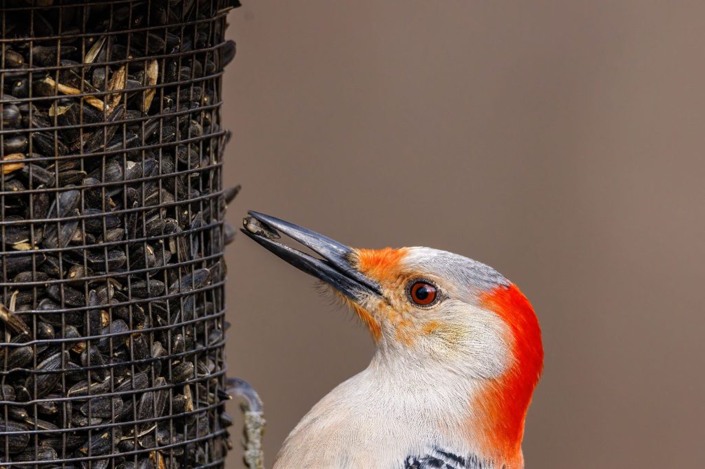 Graines de tournesol et oiseaux à une mangeoire