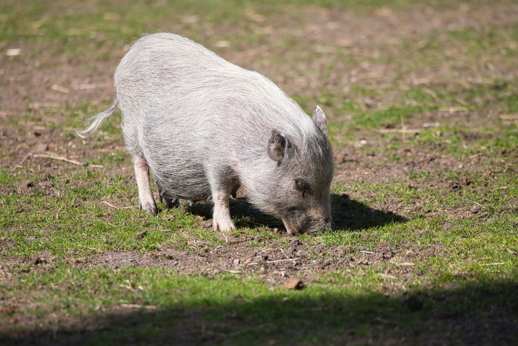 Cochon nain vietnamien au ventre tombant caractéristique
