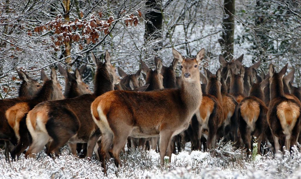 Harde de cerfs élaphes dans une clairière