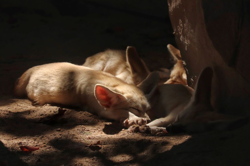 Fennec sur le sable clair du désert saharien