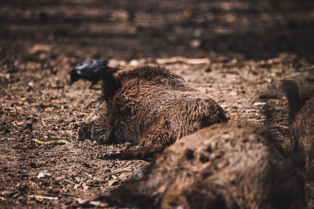 Sanglier adulte au pelage sombre dans une clairière forestière