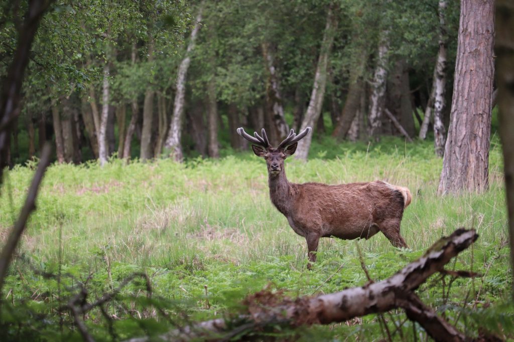 Le cerf élaphe : brame, harde et cycle de vie