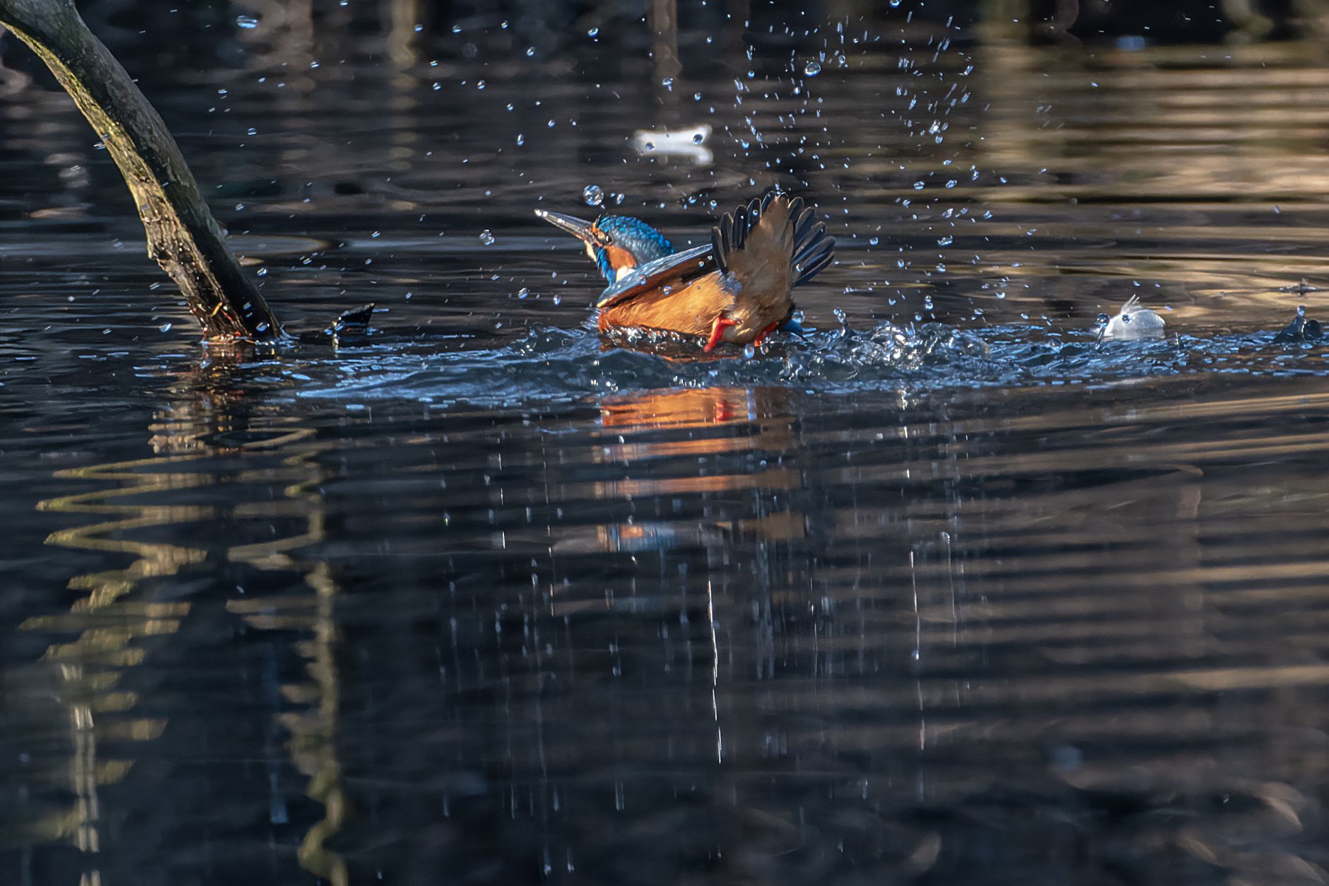 Martin-pêcheur en action près de la surface de l'eau