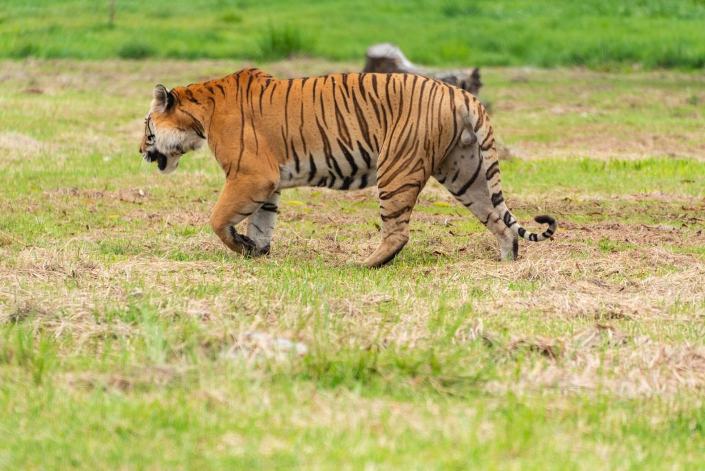 Tigre du Bengale marchant dans les hautes herbes, rayures noires bien visibles