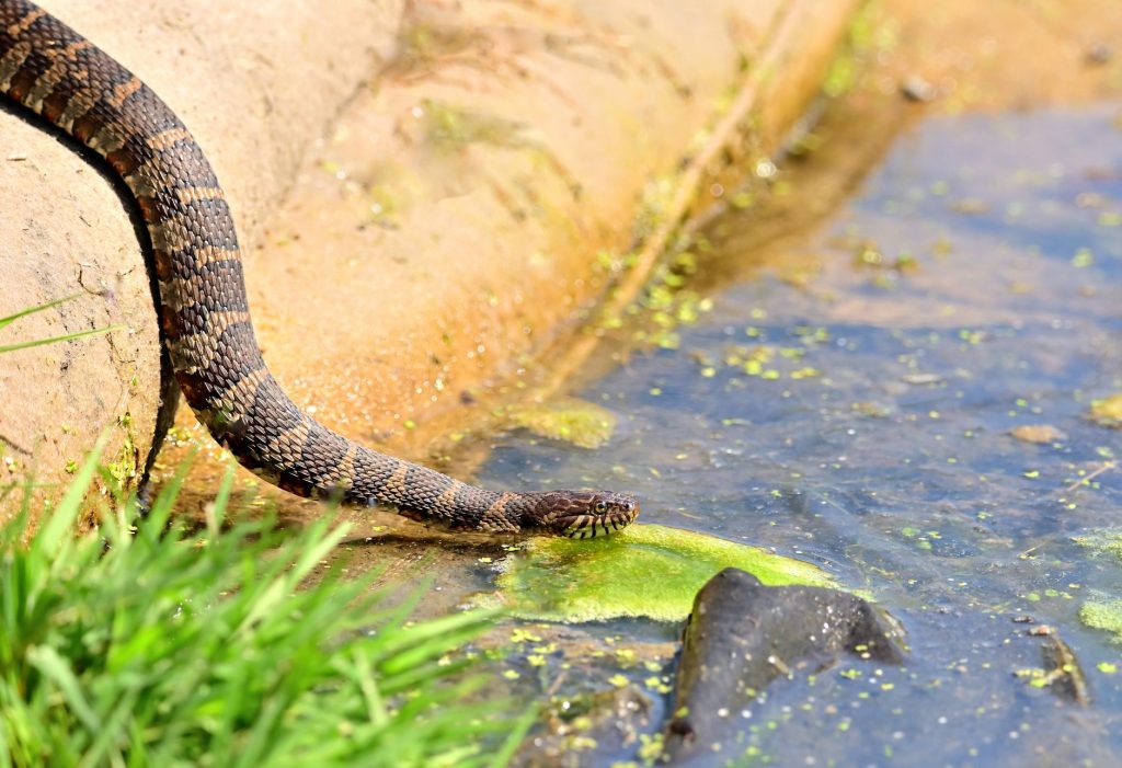 Couleuvre près d'un point d'eau, milieu humide typique de la couleuvre à collier