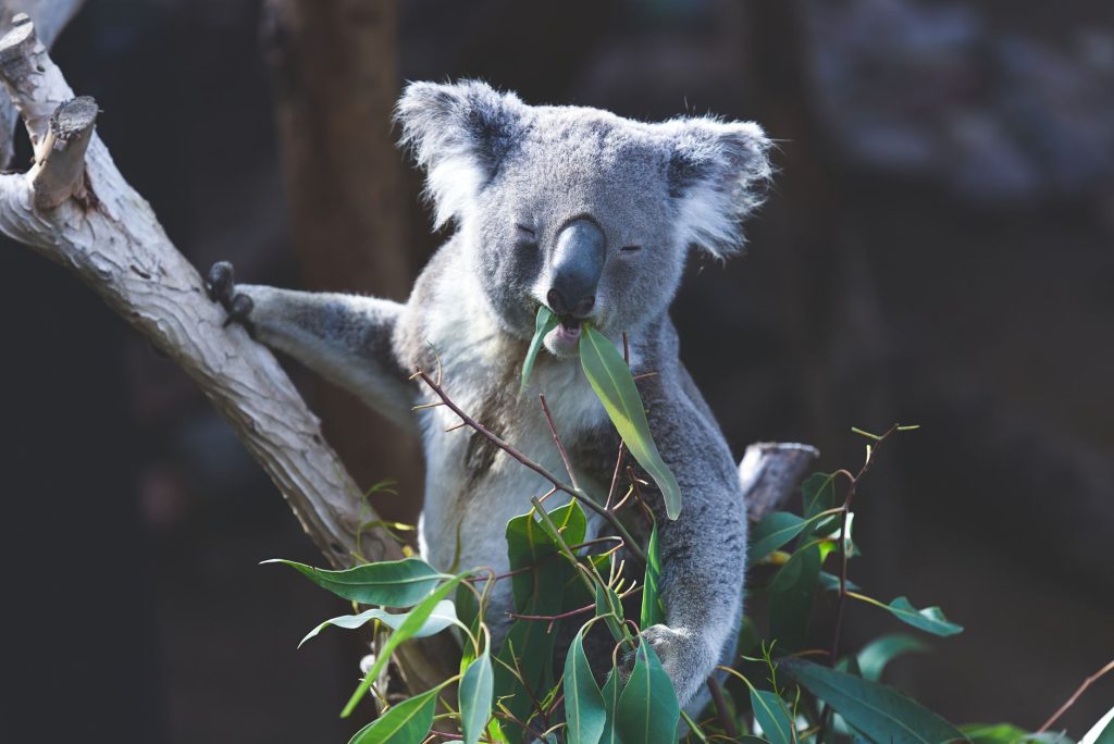 Koala en train de manger des feuilles d'eucalyptus dans un arbre