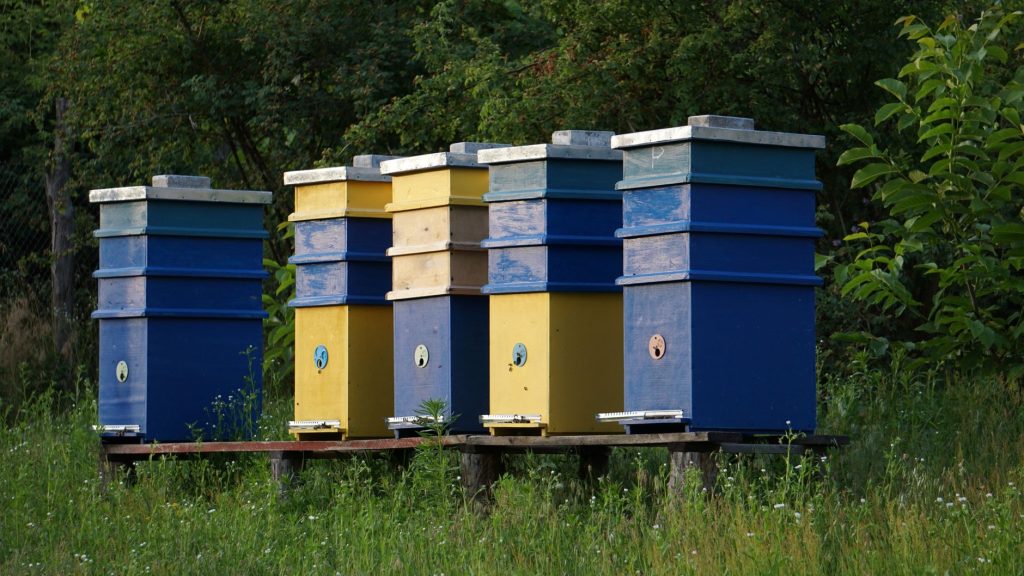 Rang de ruches en bois installées dans un pré à la ferme