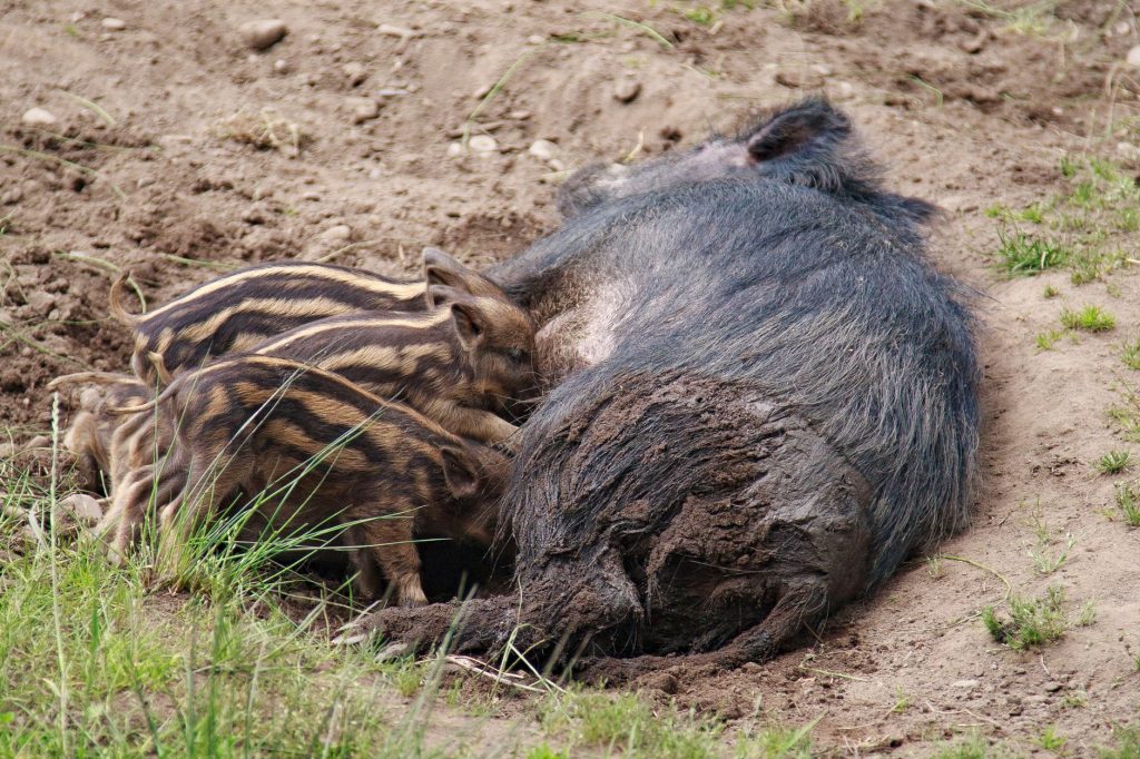 Sanglier fouissant le sol à la recherche de nourriture