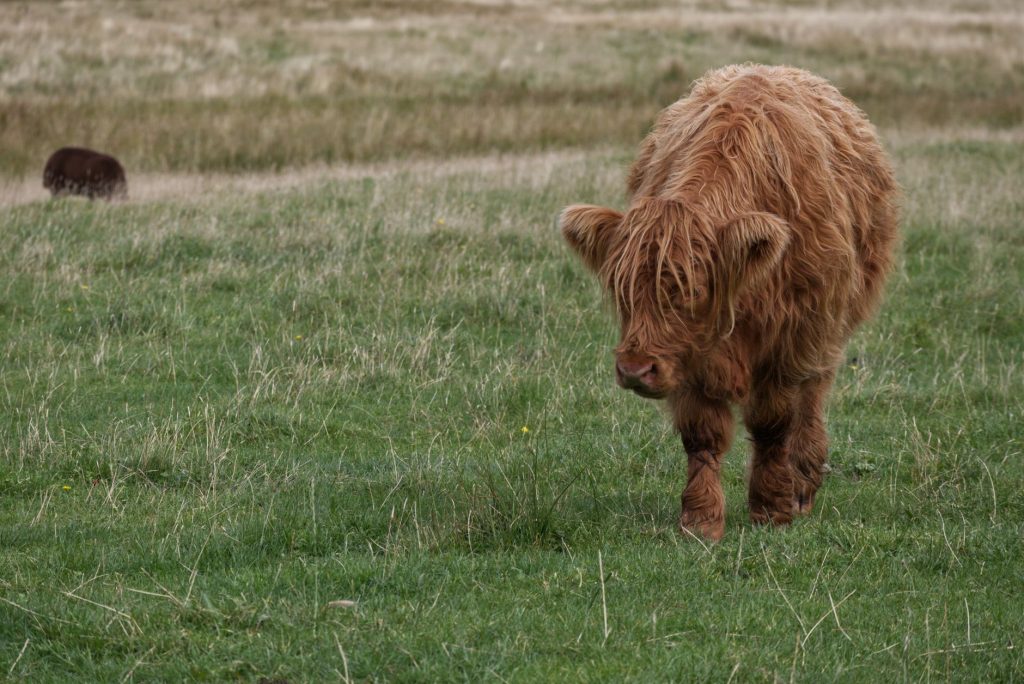 Vache Highland rousse à la longue toison et aux cornes élancées dans un pré