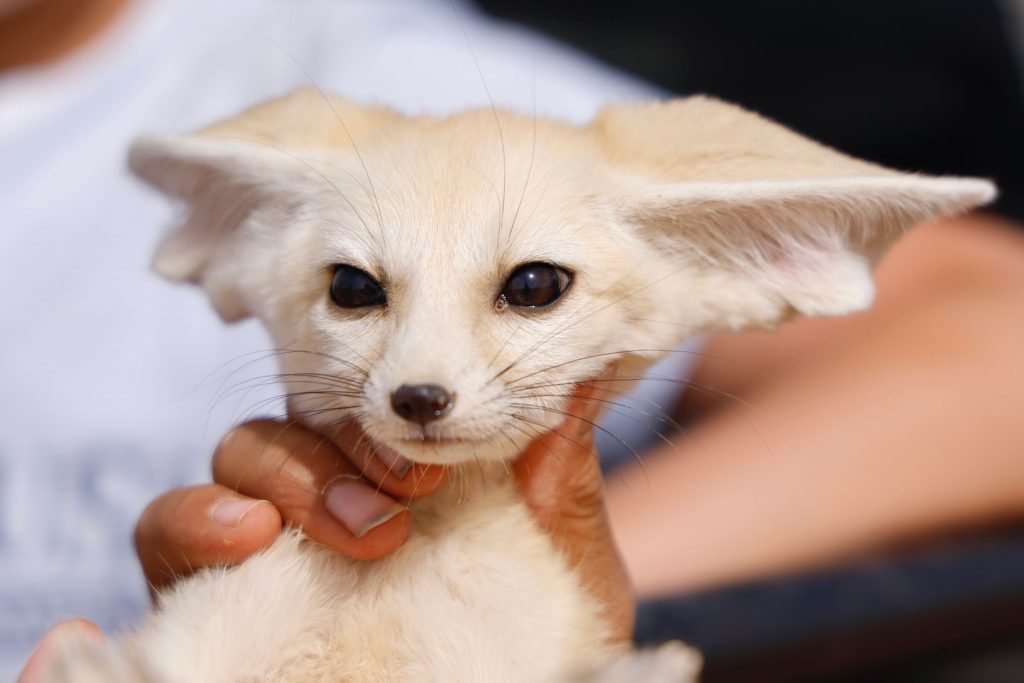 Gros plan sur la tête et les grandes oreilles d'un fennec
