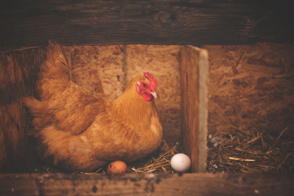 Poules install&eacute;es &agrave; l'int&eacute;rieur d'un poulailler avec perchoir et liti&egrave;re de paille