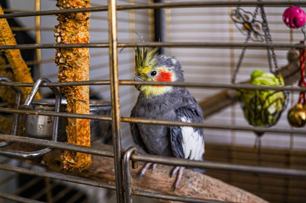 Perruche calopsitte perchee dans sa cage aux barreaux horizontaux