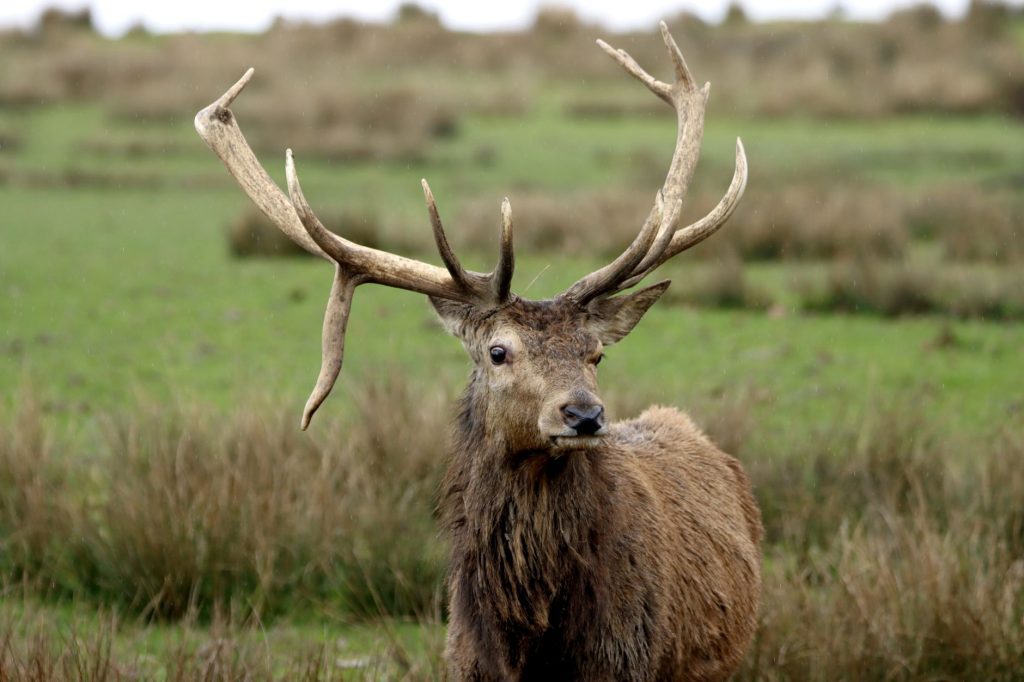 Cerf élaphe mâle arborant sa ramure en forêt
