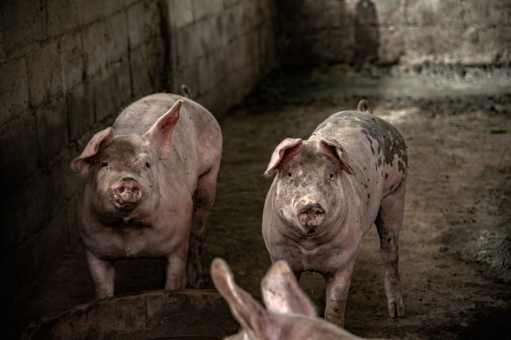 Cochon se roulant dans la boue d'une souille