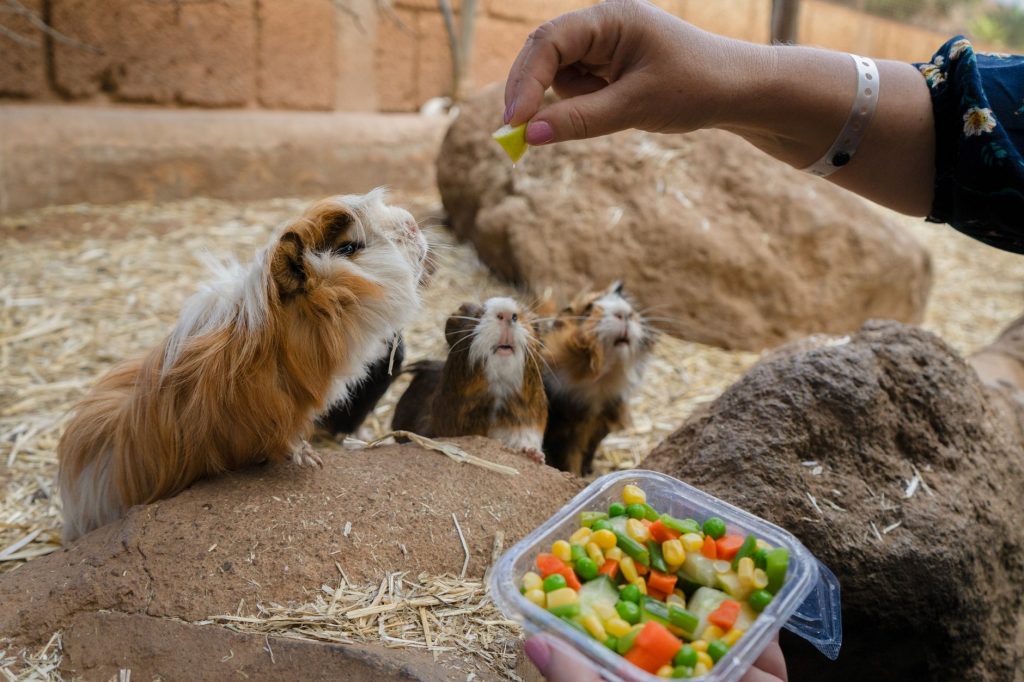 Cochon d'Inde en train de manger un légume frais