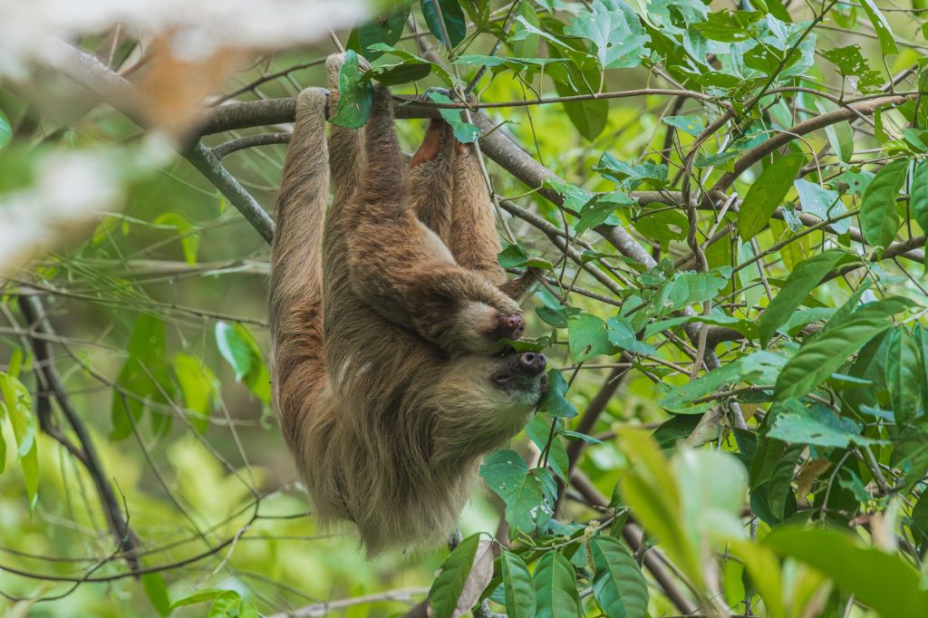 Paresseux à trois doigts accroché à une branche dans la canopée tropicale