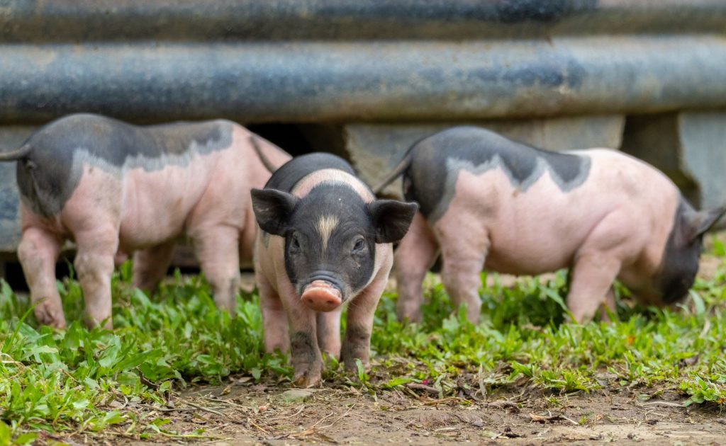 Jeune cochon dans l'herbe d'un enclos extérieur