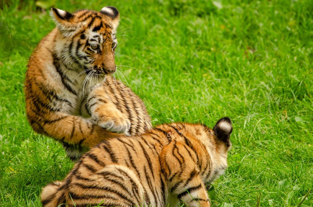 Tigre du Bengale au repos dans la végétation d'une réserve indienne