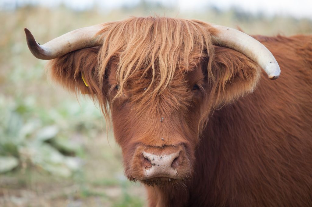 Vache Highland et son environnement de pâturage en plein air