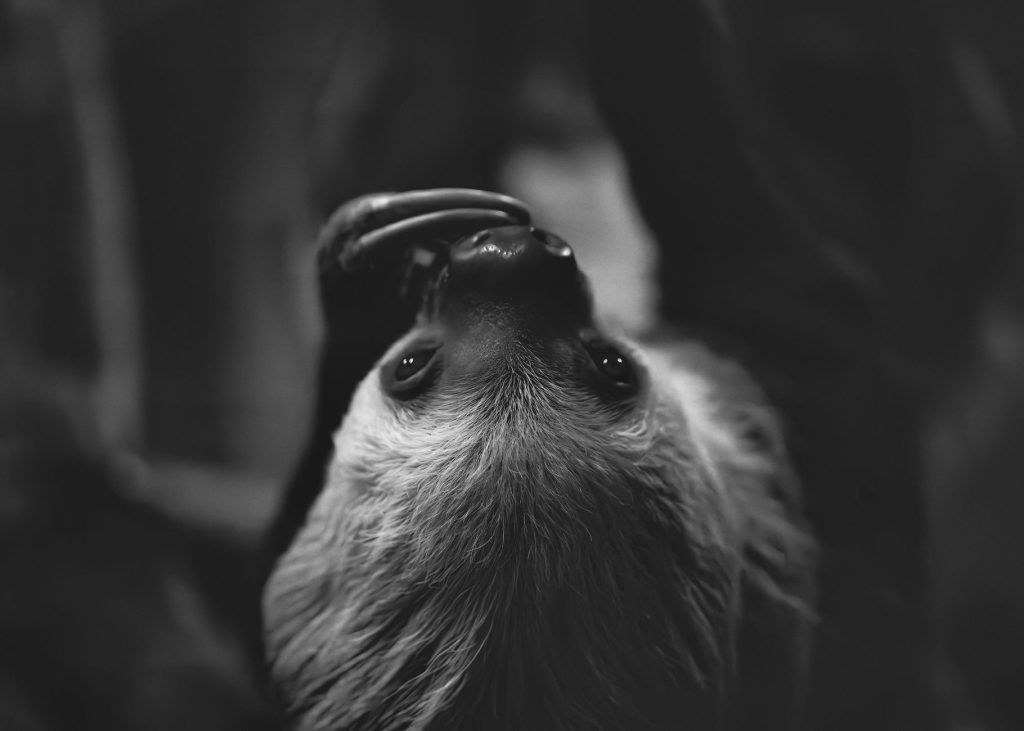 Gros plan sur le visage souriant d'un paresseux dans la forêt