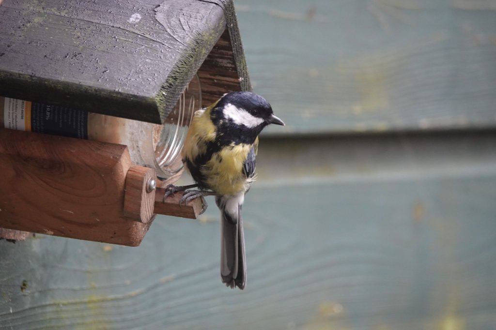 Mésange venant se nourrir à une mangeoire de jardin en hiver