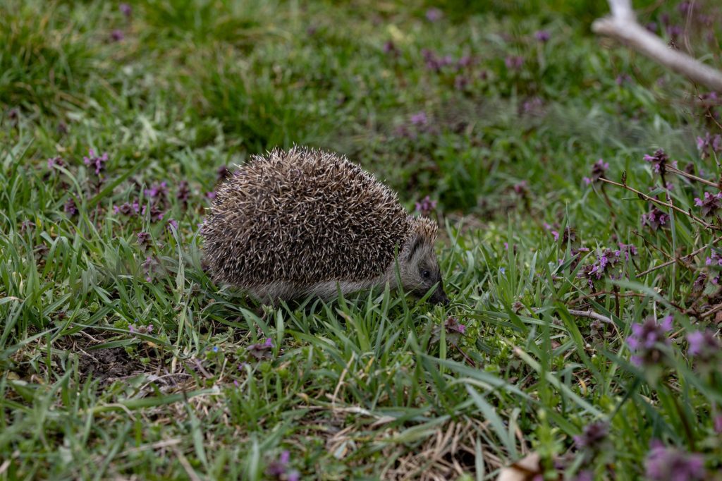 Hérisson européen observé de jour dans l herbe