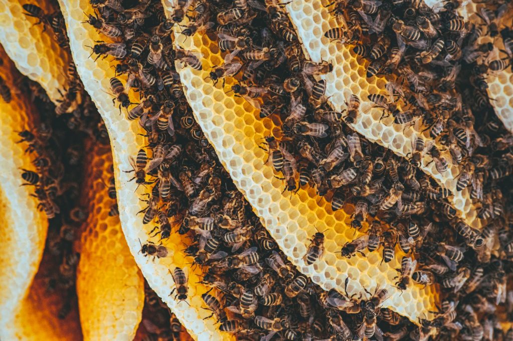 Rayon de miel operculs couvert d'abeilles ouvrières