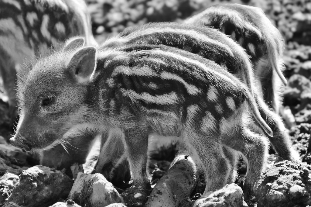 Sanglier de profil dans un sous-bois, sens en alerte