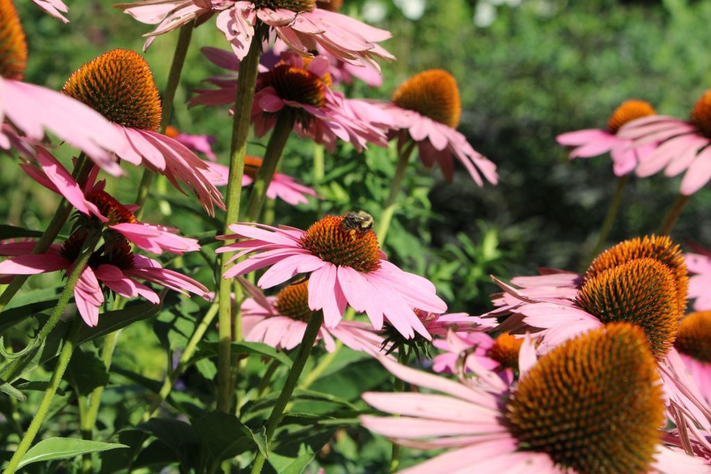 Abeille butinant une fleur dans un jardin favorable à la biodiversité