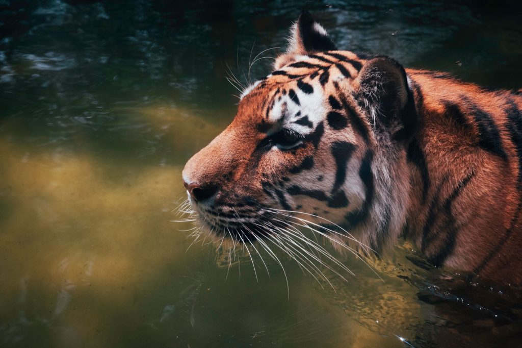 Tigre du Bengale au bord de l'eau dans son habitat naturel