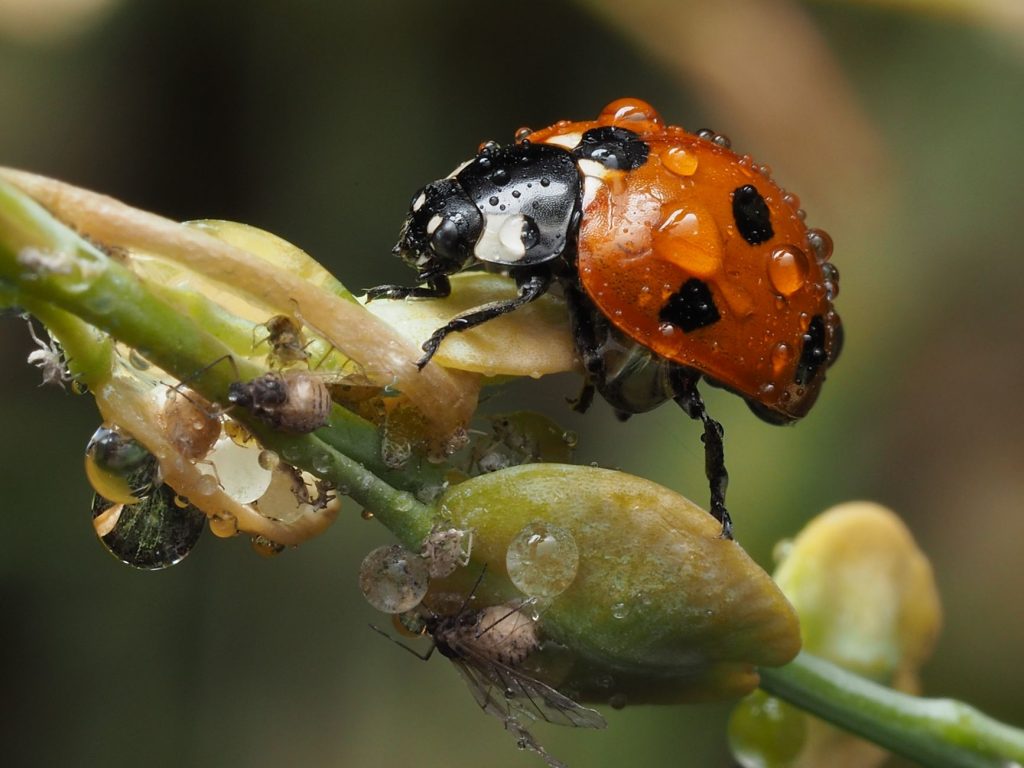 Coccinelle posée sur une feuille dans un jardin sans pesticides