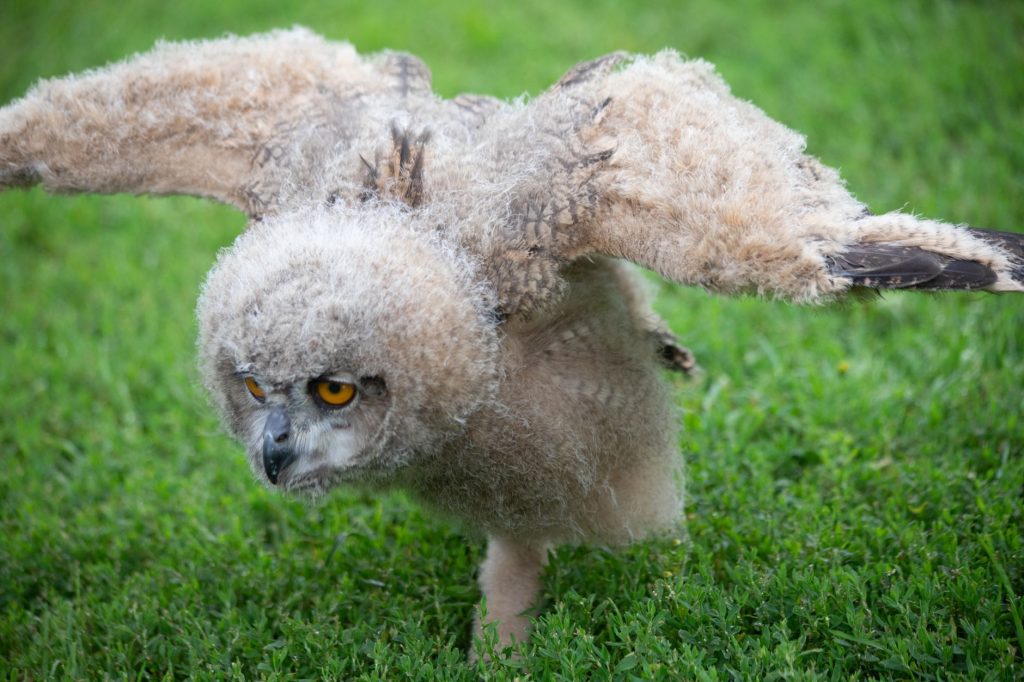 Oiseau sauvage pris en charge dans un centre de soins
