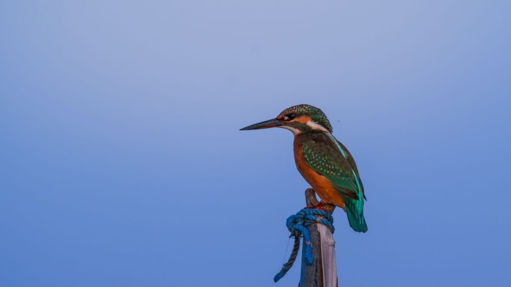 Le martin-pêcheur : l&rsquo;oiseau joyau de nos rivières