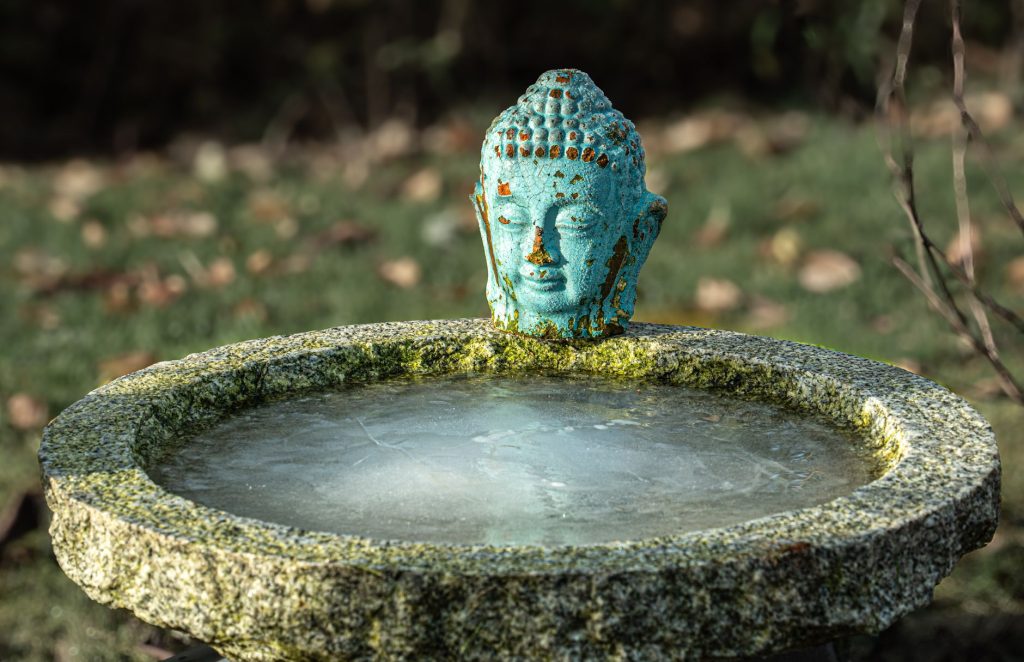Oiseau près d un point d eau gelé en hiver